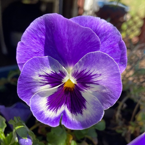 Meet your Posher, Cathy - Picture 1 of 2